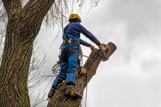 Best Tree Pruning Services  in Chanhassen, MN